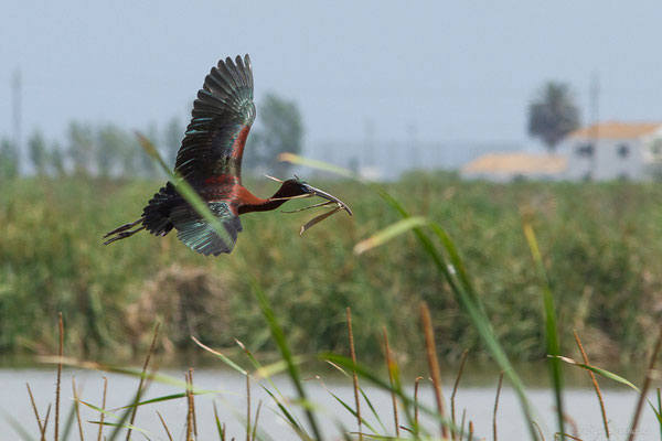 Ibis falcinelle — Plegadis falcinellus (Linnaeus, 1766), (Parc Naturel du Delta de l'Ebre (Catalogne), Espagne, le 06/06/2022)