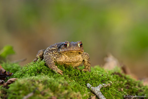 Crapaud épineux — Bufo spinosus (Daudin, 1803)