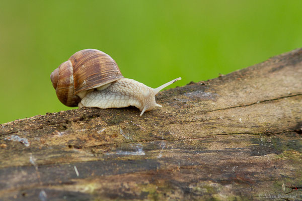 Escargot de Bourgogne — Helix pomatia Linnaeus, 1758