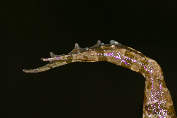 Grenouille de Graf — Pelophylax kl. grafi (Crochet, Dubois, Ohler & Tunner, 1995)