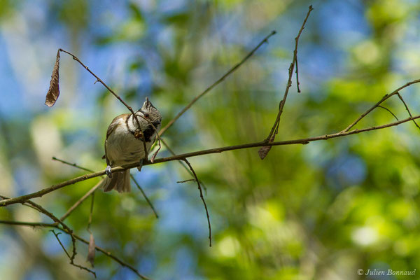 Mésange huppée — Lophophanes cristatus (Linnaeus, 1758), (Saint-Paul-Les-Dax (40), France, le 17/04/2018)