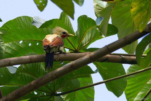 Pic jaune — Celeus flavus (Statius Müller, 1776), (Iracoubo, Guyane, le 12/07/2016)