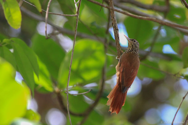 Grimpar talapiot — Dendroplex picus (Gmelin, 1788)