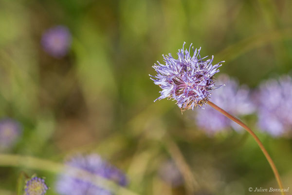  Jasione des montagnes — Jasione montana L., 1753, (Arrengosse (40), France, le 25/06/2021)