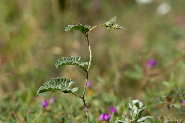 Liseron fausse guimauve — Convolvulus althaeoides L., 1753 (Laazib (Guelmim-Oued Noun), Maroc, le 30/01/2023)