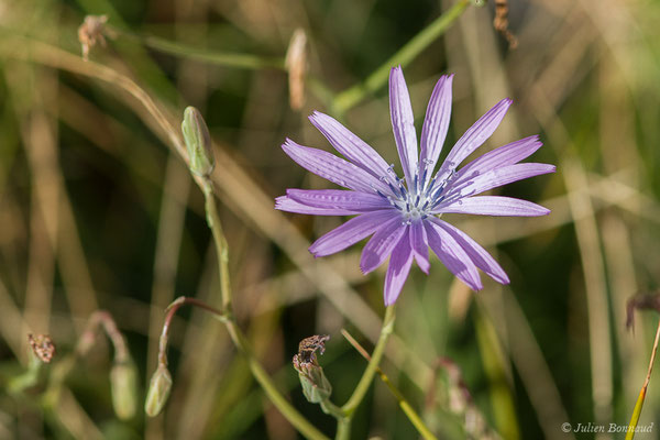 Laitue vivace — Lactuca perennis L., 1753, (Mont Faron, Toulon (83), France, le 01/02/2021)