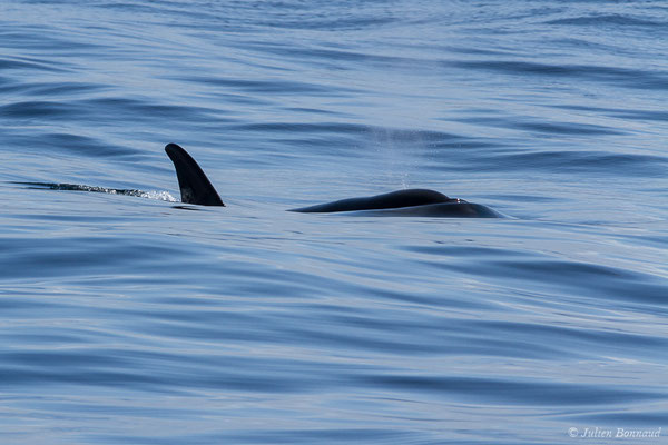 Orque ou Épaulard – Orcinus orca (Linnaeus, 1758), (Saint-Jean-de-Luz (64), France, le 05/10/2019)