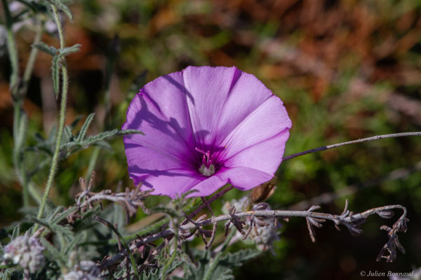 Liseron fausse guimauve — Convolvulus althaeoides L., 1753