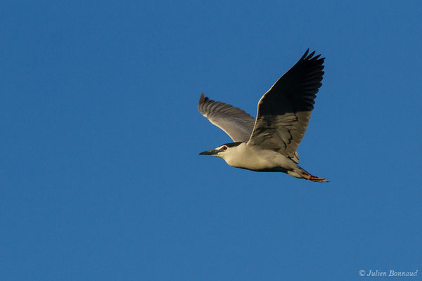 Bihoreau gris — Nycticorax nycticorax (Linnaeus, 1758)