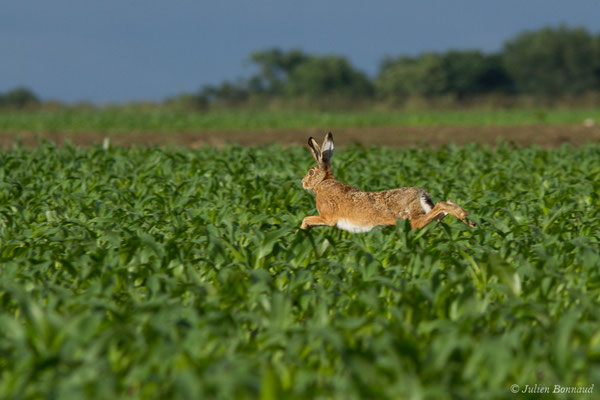 Lièvre d'Europe — Lepus europaeus Pallas, 1778
