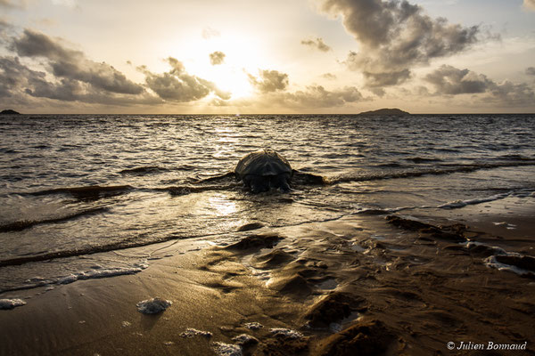 Tortue luth — Dermochelys coriacea (Vandelli, 1761), (Plage des Salines, Remire-Montjoly, Guyane, le 20/05/2017)