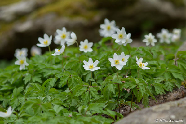 Anémone des bois — Anemone nemorosa L., 1753