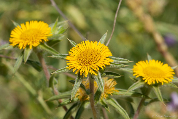 Astérolide épineuse — Pallenis spinosa (L.) Cass., 1825, (Lérida (Catalogne), Espagne, le 07/06/2022)