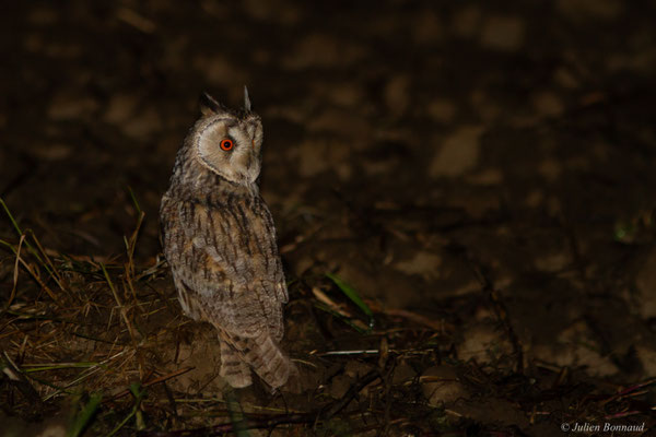 Hibou moyen-duc — Asio otus (Linnaeus, 1758)