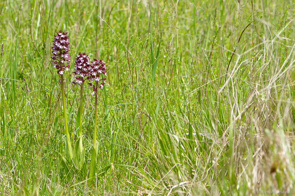 Orchis pourpre — Orchis purpurea Huds., 1762