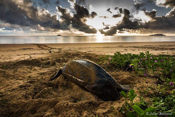 Tortue luth — Dermochelys coriacea (Vandelli, 1761), (Plage des Salines, Remire-Montjoly, Guyane, le 04/06/2017)