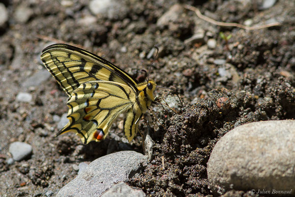 Machaon (Papilio machaon) (Col d'Aubisque, Béost (64), France, le 29/06/2019)