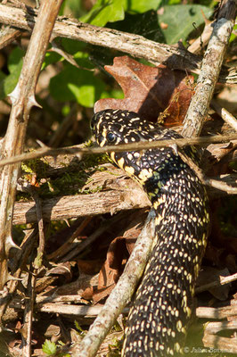 Couleuvre verte et jaune — Hierophis viridiflavus (Lacepède, 1789), (adulte) (Maurrin (40), France, le 14/04/2020)