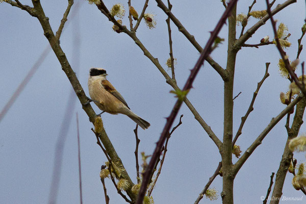 Rémiz penduline — Remiz pendulinus (Linnaeus, 1758), (Réserve ornithologique Terre d'Oiseaux, Braud-et-Saint-Louis (33), France, le 07/03/2019)