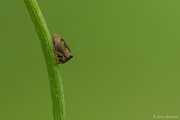 Demi-diable — Centrotus cornutus (Linnaeus, 1758), (Le Bastan de Sers, Sers (65), France, le 29/06/2018)