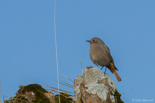 Rougequeue noir — Phoenicurus ochruros (Gmelin, SG, 1774), (Station de ski de Gourette, Eaux-Bonnes (64), France, le 17/09/2021)