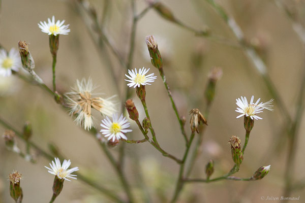 Aster subulé — Symphyotrichum subulatum (Michx.) G.L.Nesom, 1995, (Loubieng (64), France, le 13/10/2022)