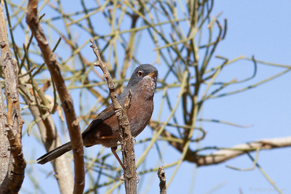 Fauvette de l'Atlas — Curruca deserticola (Tristram, 1859), (Msseyed (Guelmim-Oued Noun), Maroc, le 06/02/2024)