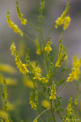 Mélilot officinal, Mélilot jaune — Melilotus officinalis (L.) Lam., 1779