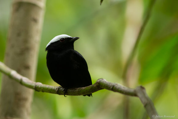 Manakin à tête blanche — Pseudopipra pipra (Linnaeus, 1758)