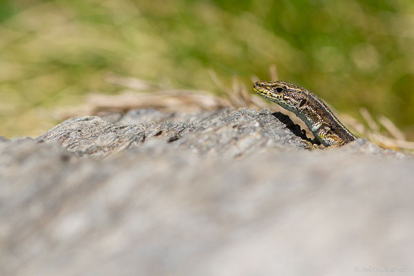 Lézard d'Aurelio — Iberalacerta aurelioi (Arribas, 1994)