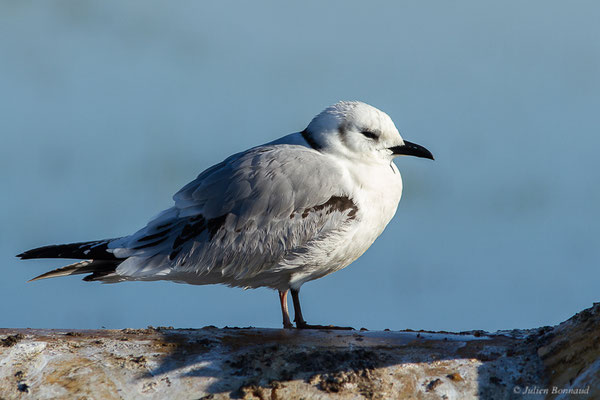 Mouette tridactyle — Rissa tridactyla (Linnaeus, 1758), (Guiche (64), France, le 10/12/2022)