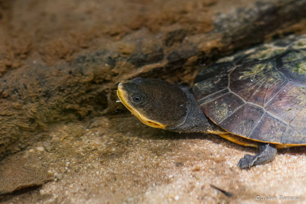 Tortue de Schweigger ou Tortue à tête de crapaud — Mesoclemmys nasuta (Schweigger, 1812), (mine d'or Dorlin, Maripassoula, le 25/05/2017)