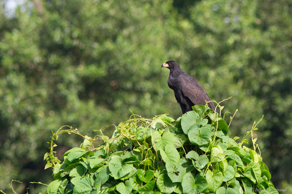 Buse urubu — Buteogallus urubitinga (Gmelin, 1788), (Station d'Epuration Leblond, Cayenne, Guyane, le 02/04/2016)