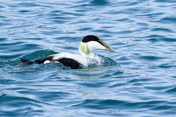 Eider à duvet — Somateria mollissima (Linnaeus, 1758), (Ciboure (64), France, le 05/04/2024)