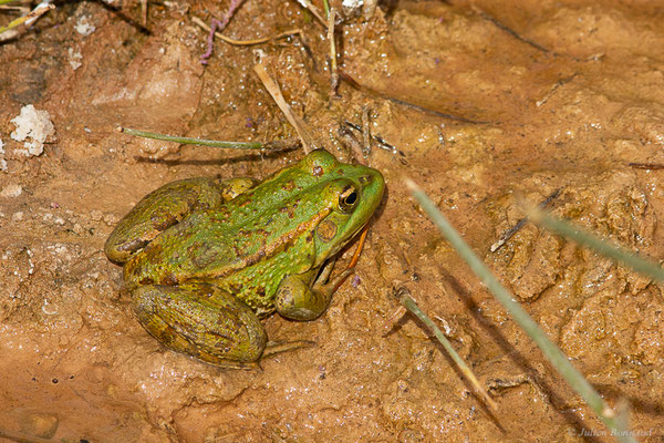 Grenouille du Sahara — Pelophylax saharicus (Boulenger in Hartert, 1913), (Ksar Tissint (Souss-Massa), Maroc, le 10/02/2023)