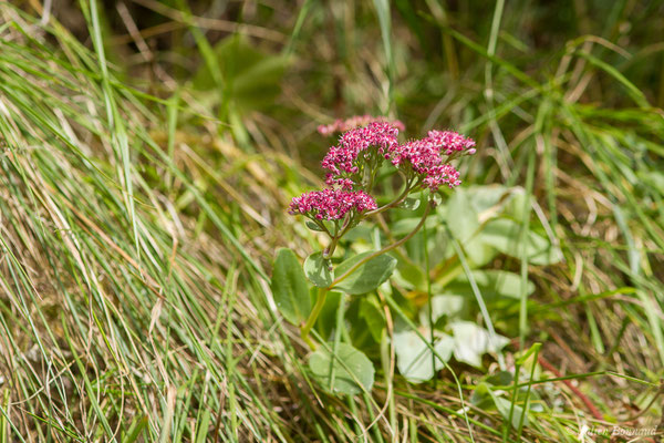 Orpin reprise — Hylotelephium telephium (L.) H.Ohba, 1977, (Ancizan (65), France, le 18/08/2020)