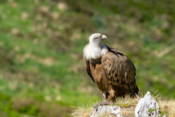 Vautour fauve — Gyps fulvus (Hablizl, 1783), (station de ski de Gourette, Eaux-Bonnes (64), France, le 27/05/2022)