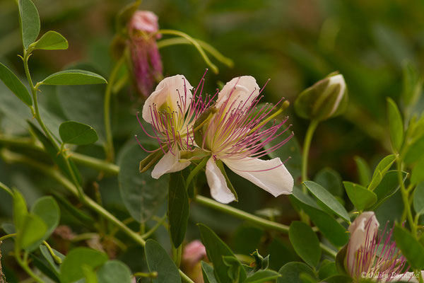 Câprier épineux (Capparis spinosa) (Cordou (Andalousie), Espagne, le 09/08/2020)