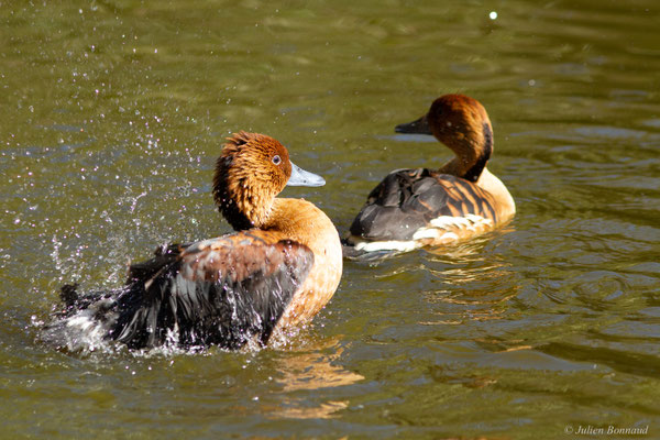 Dendrocygne fauve – Dendrocygna bicolor (Vieillot, 1816)