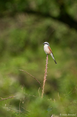 Pie-grièche écorcheur — Lanius collurio Linnaeus, 1758, (mâle adulte) (Saint-Béa (31), France, le 16/05/2018)