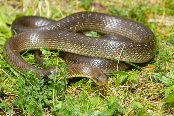 Couleuvre d'Esculape — Zamenis longissimus (Laurenti, 1768)