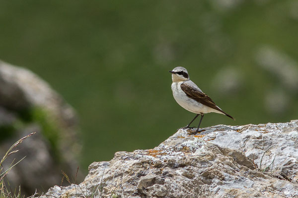 Traquet motteux — Oenanthe oenanthe (Linnaeus, 1758), (mâle adulte) (Col du Pourtalet, Laruns (64), France, le 22/06/2019)
