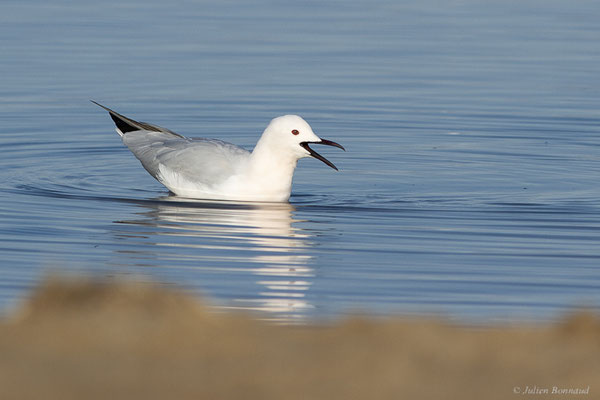 Goéland railleur — Chroicocephalus genei (Breme, 1839), (Parc Naturel du Delta de l'Ebre (Catalogne), Espagne, le 06/02/2022)