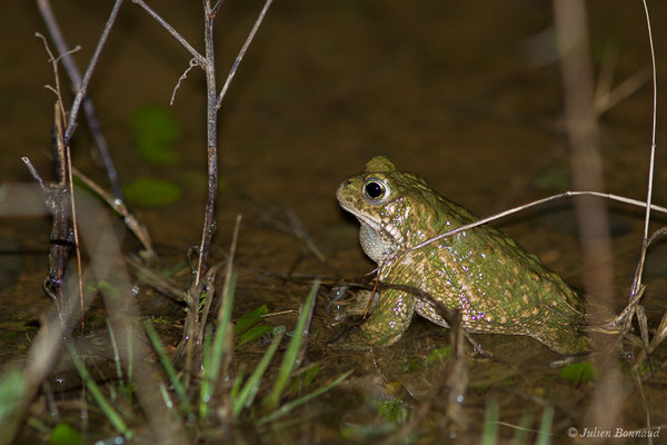 Crapaud calamite — Epidalea calamita (Laurenti, 1768)