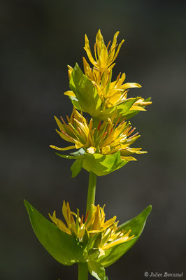 Grande gentiane — Gentiana lutea L., 1753, (lac d'Ayous, Laruns (64), France, le 13/07/2019)