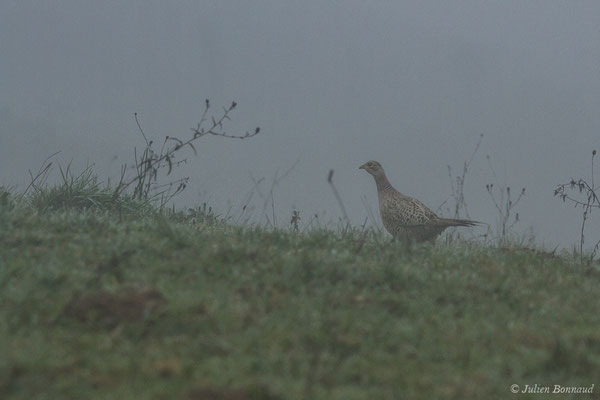 Faisan de Colchide — Phasianus colchicus Linnaeus, 1758, (femelle adulte) (Parbayse (64), France, le 01/01/2019)