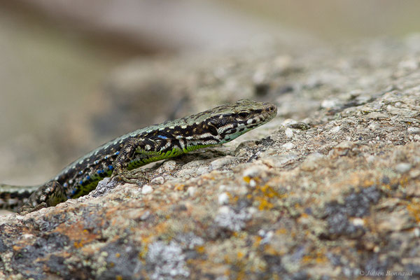 Lézard de Galan — Iberolacerta galani Arribas, Carranza & Odierna, 2006, (Parc naturel du lac de Sanabria (Zamora), Espagne), le 06/07/2022)