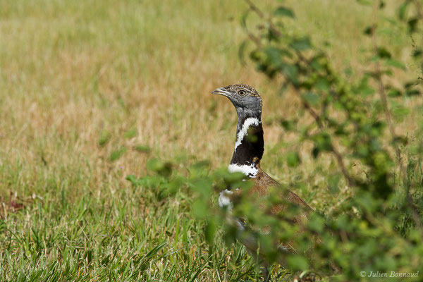 Outarde canepetière – Tetrax tetrax (Linnaeus, 1758), (Zoodyssée, Chizé (79), France, le 12/06/2021)