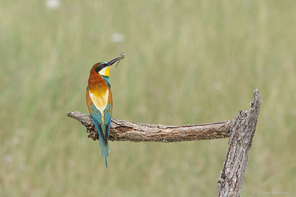 Guêpier d'Europe — Merops apiaster Linnaeus, 1758, (Pitillas (Navarre), Espagne, le 15/07/2023)
