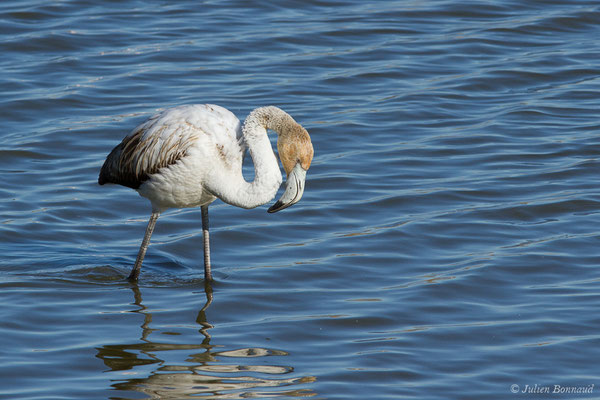 Flamant rose – Phoenicopterus roseus Pallas, 1811, (Parc ornithologique de Pont de Gau (13), France, le 20/02/2020)